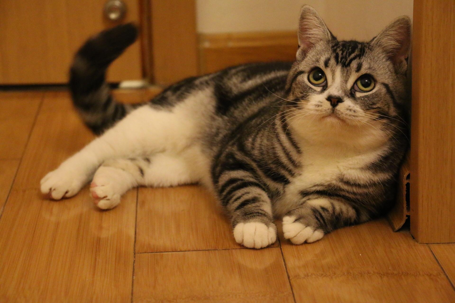 请问这只是美短吗品相怎么样新手宠物店买猫看不来要价2700