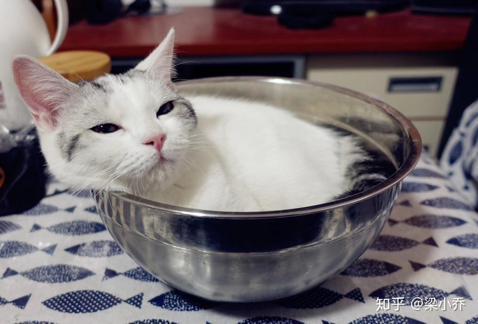 猫咪黑下巴都是塑料猫碗的锅？这个锅背得够大了，猫碗该怎么选择_材质