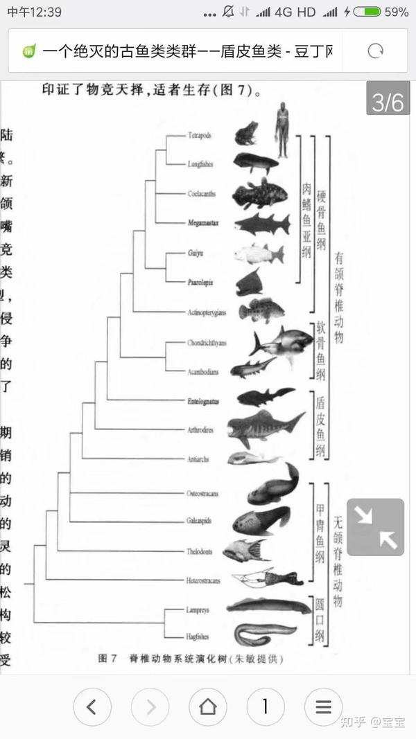 生物进化树整理 - 知乎