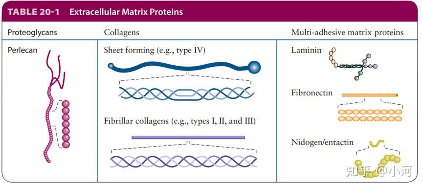 从细胞到组织 之二：细胞外基质 - 知乎