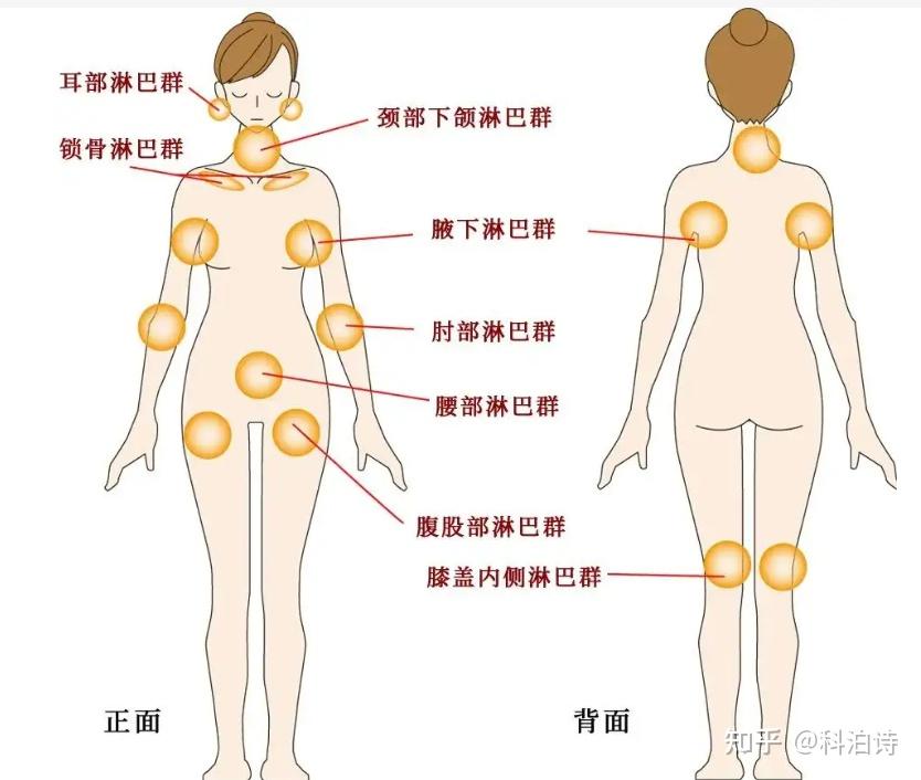 淋巴循环受阻为什么会导致组织水肿