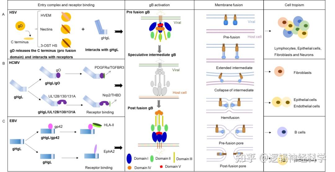 Trends Microbio 综述︱靶向人类疱疹病毒入胞复合物和融合蛋白的预防及治疗药物 - 知乎