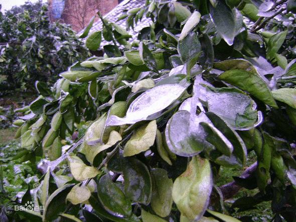 芒果柑橘等果树冻害怎么办?教你及时补救方法 - 知乎