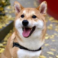 Zhihu profile picture for @gems