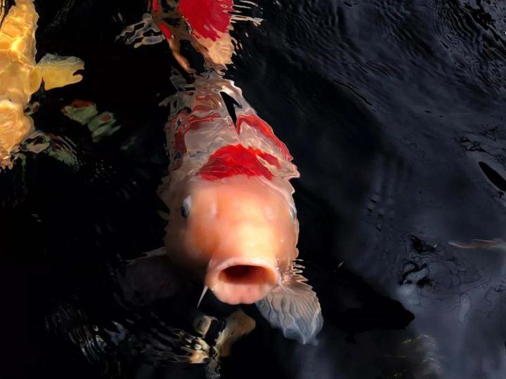 详谈锦鲤烂鳃病 知乎