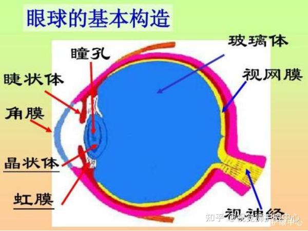 视觉狮护眼中心：《眼科学基础理论》-眼球的解部结构 - 知乎