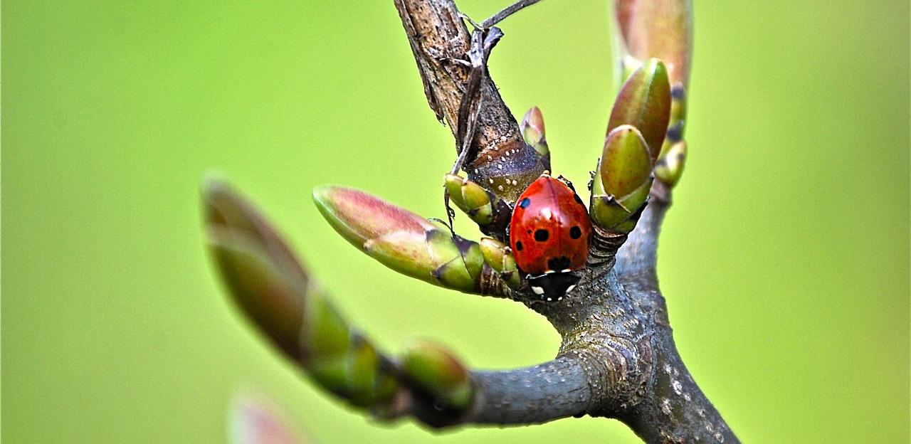 蝴蝶翩翩舞翩跹