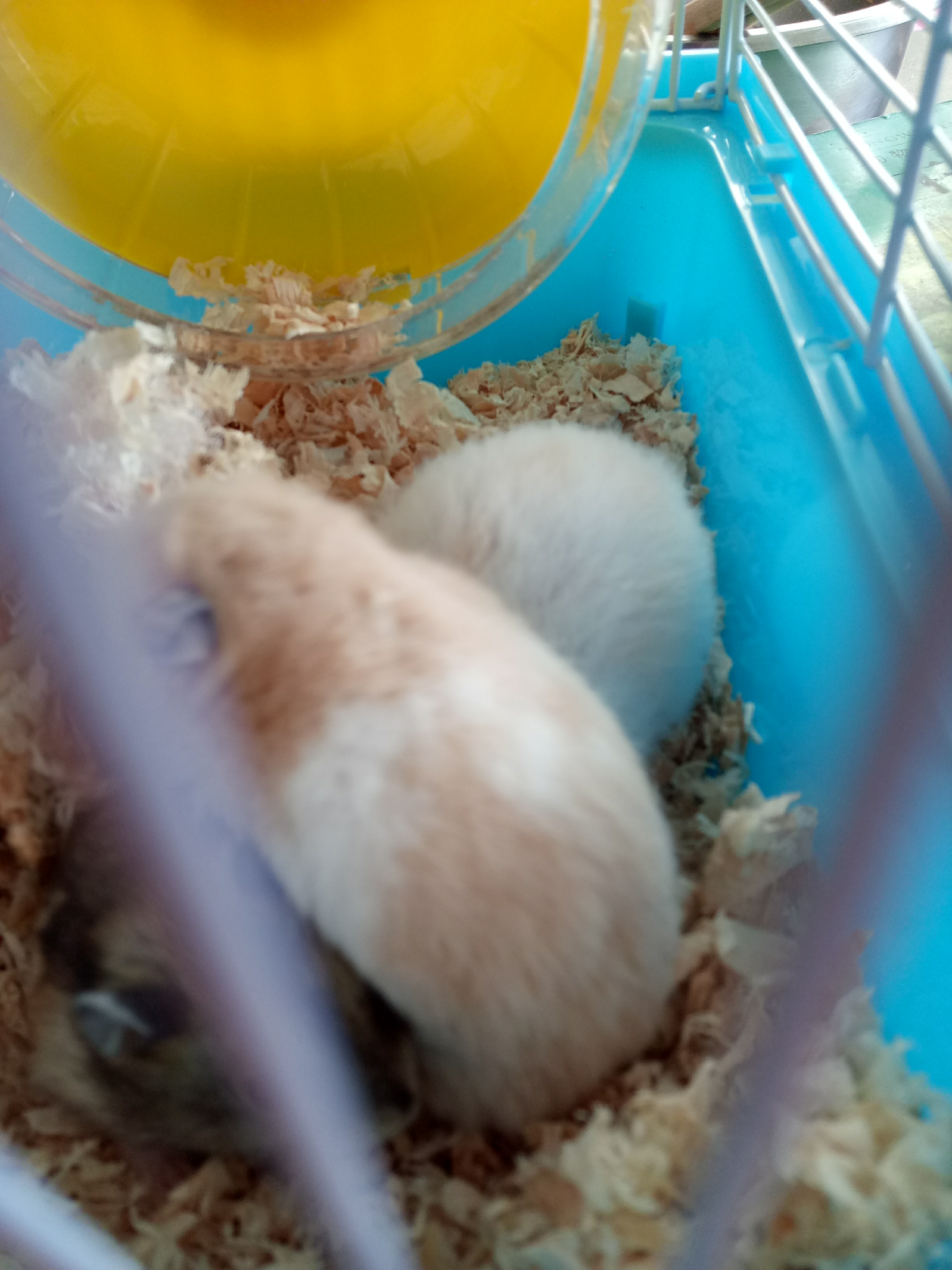 两只金丝熊打架了求专业人士看看一只这是什么情况