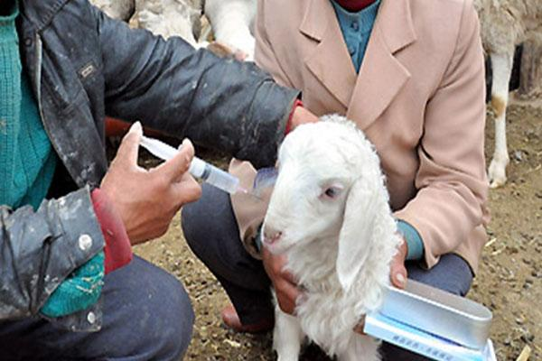 羊肝片吸虫病吃什么药效果好?羊肝片吸虫病用什么药好