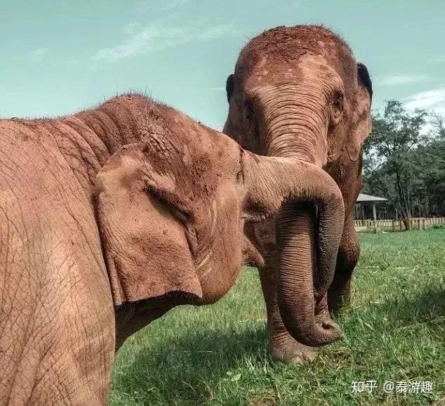 大象是如何被馴化的看完想哭