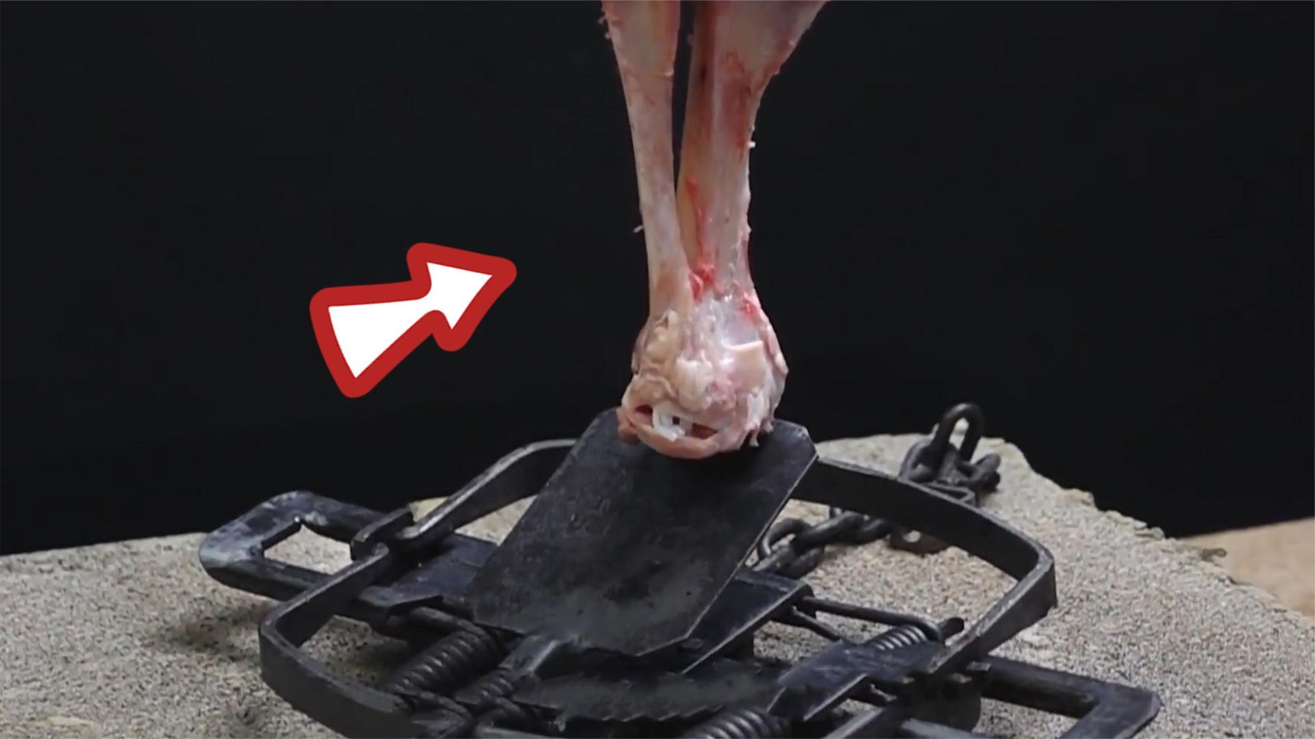 如何打开捕兽夹