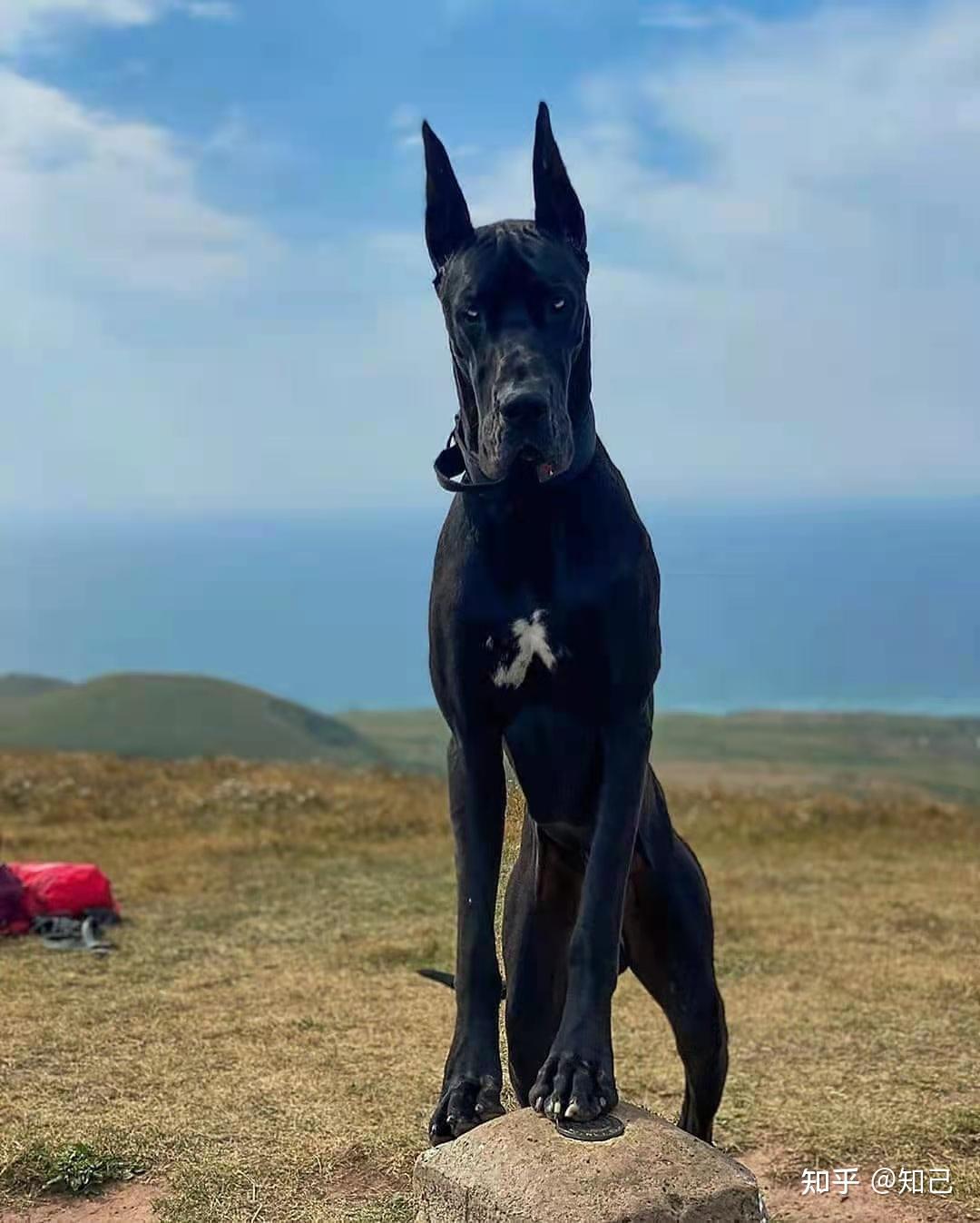 大丹犬水门图片图片