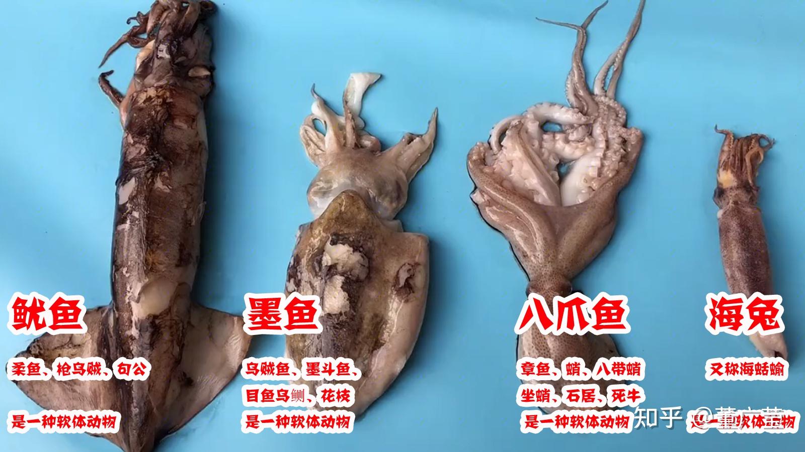 一文读懂鱿鱼,墨鱼,八爪鱼,海兔的区别,4种海鲜的不同吃法