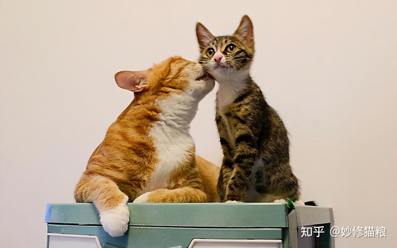 原来“公猫”和“母猫”差别很大,不是忽悠你! - 知乎