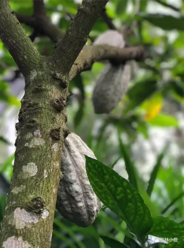 能品味到的可可和它的颜色一样多 ......(随手记录) - 知乎