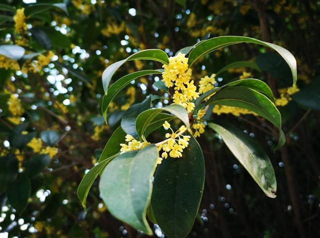 盘点金桂 银桂 丹桂和四季桂的三大区别 分不清的看过来 知乎