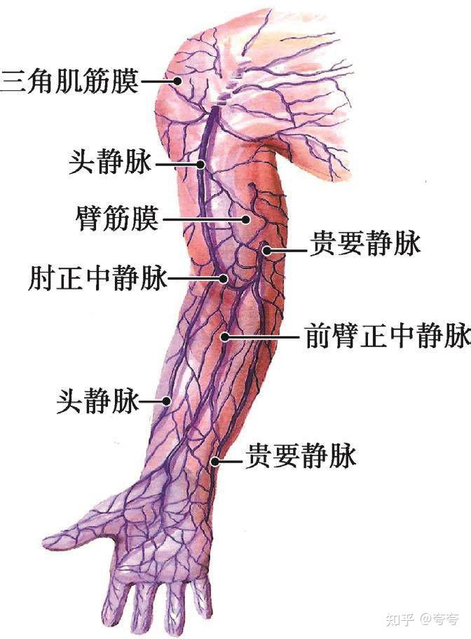 人体肘部哪个位置图图片