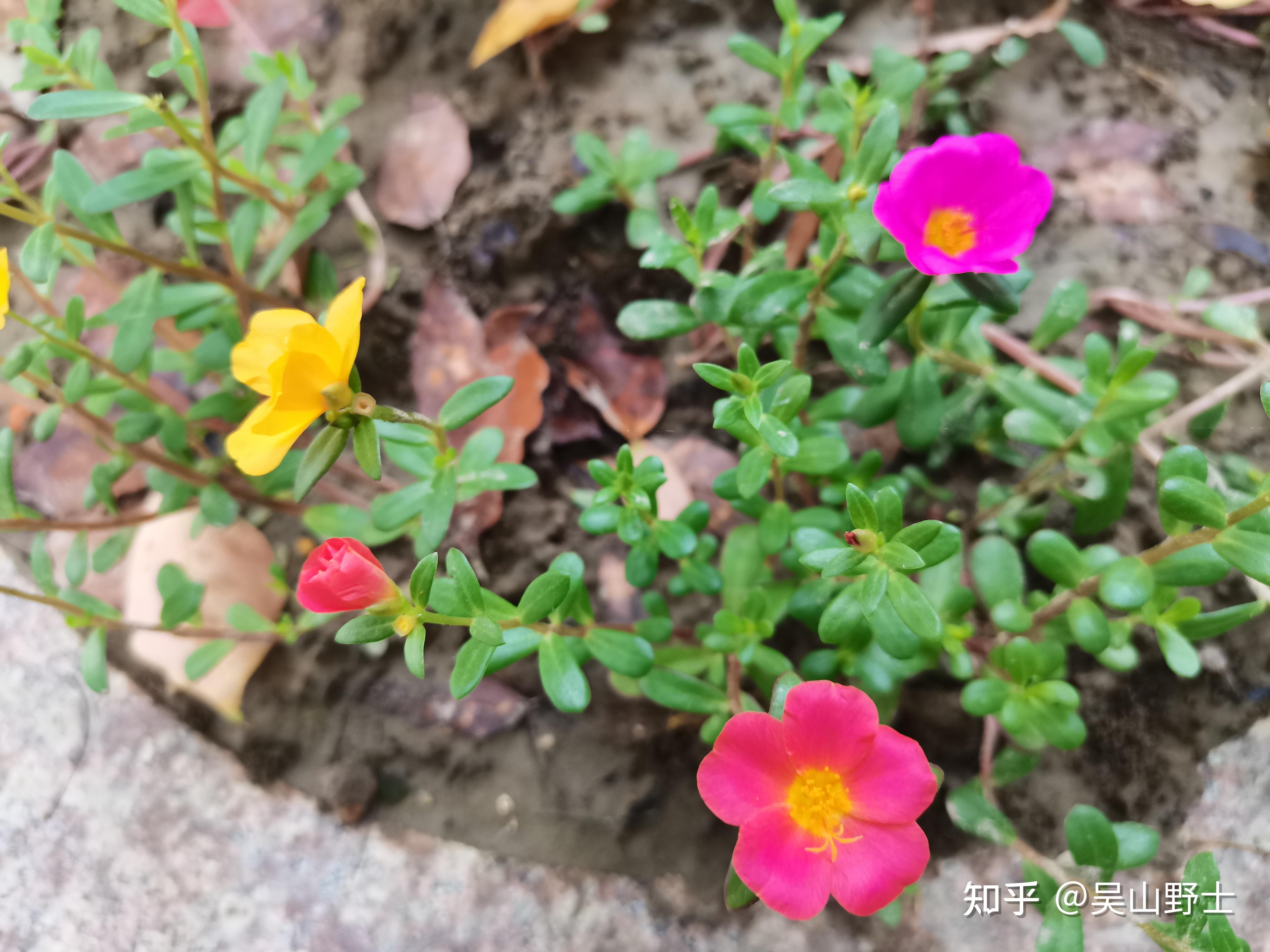 七绝环翅马齿苋平水韵