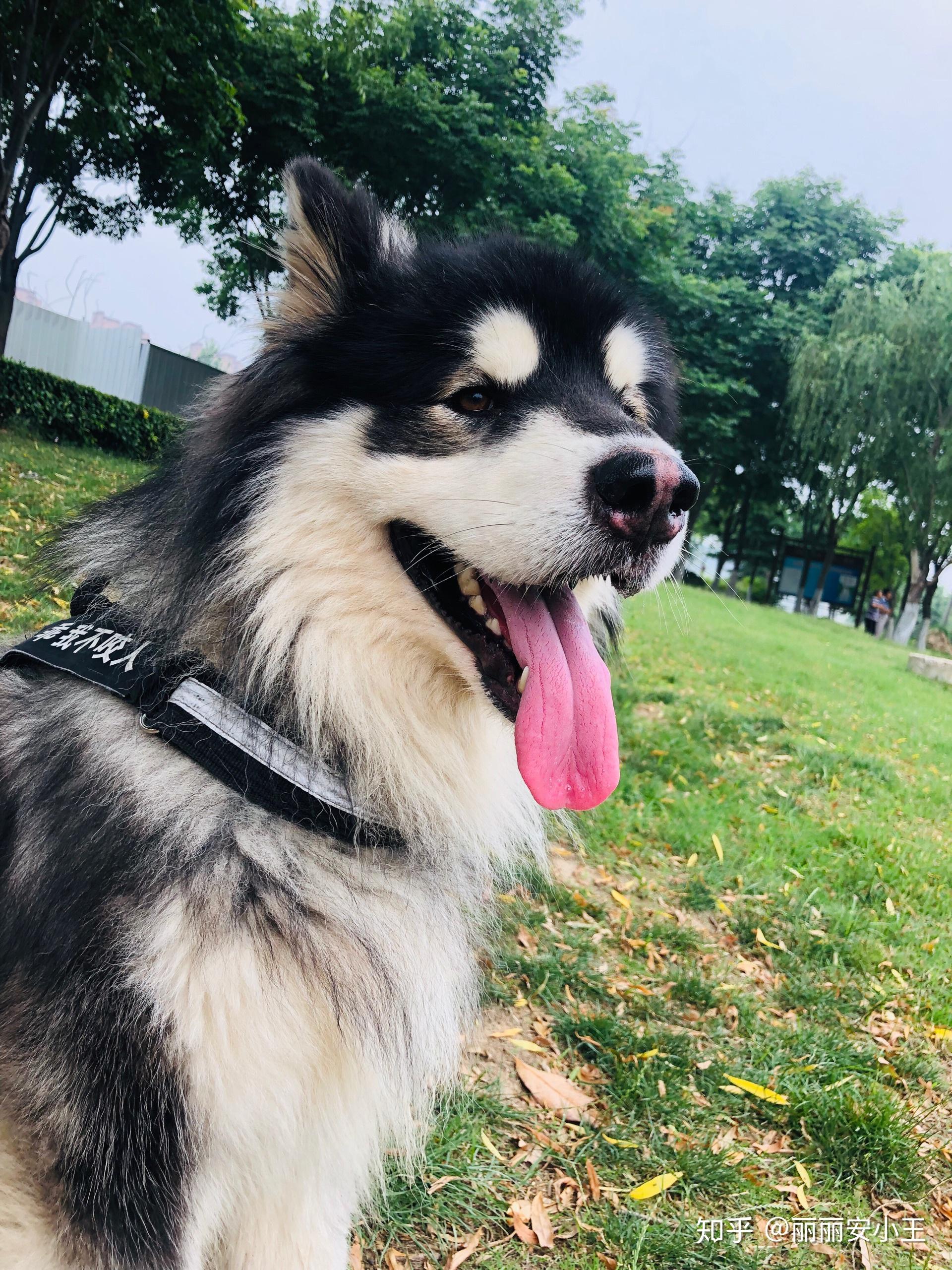 3个月大的阿拉斯加幼犬可以训练了吗? - 知乎