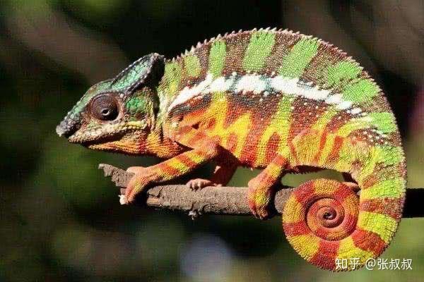 蜥蜴和变色龙有啥区别蜥蜴和变色龙有啥区别?