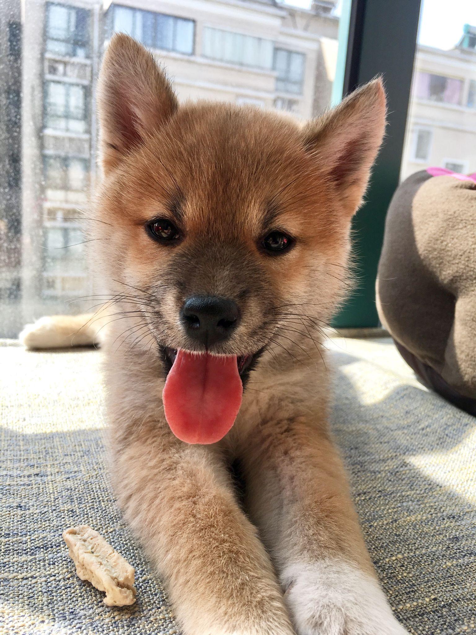 你们的柴犬小时候长什么样?