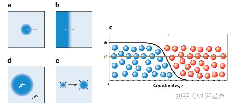 【文献导读】－生物学中的液液相分离 - 知乎