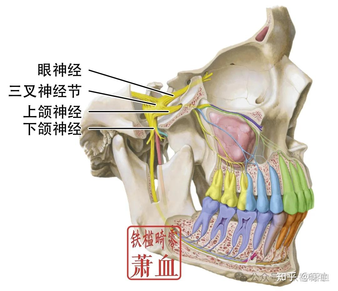 神经卡压|颏神经 - 知乎
