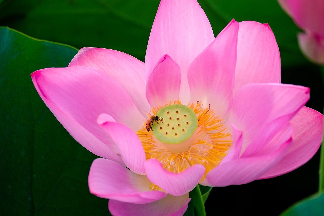 2. 冬季荷花养护