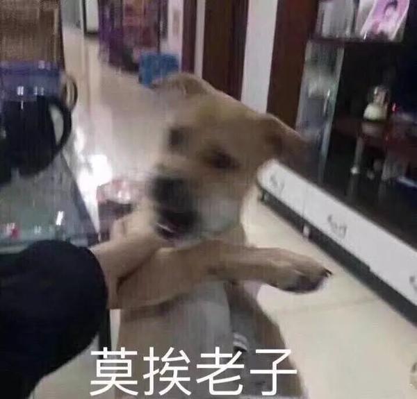 二狗子表情包 知乎