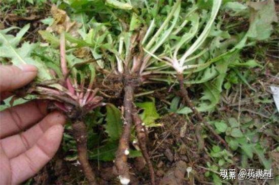 婆婆丁是什么药 v2-53bbdb683cc34448a963dc1b308243c8_r.jpg