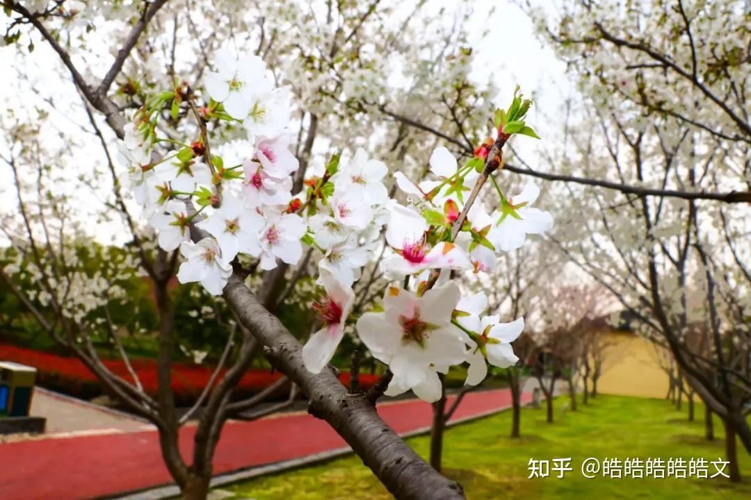 石淙蚕花图片