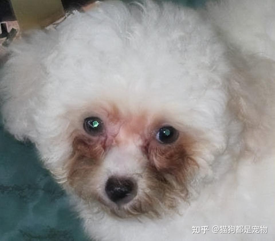 引起比熊泪痕的原因,养狗必看! - 知乎