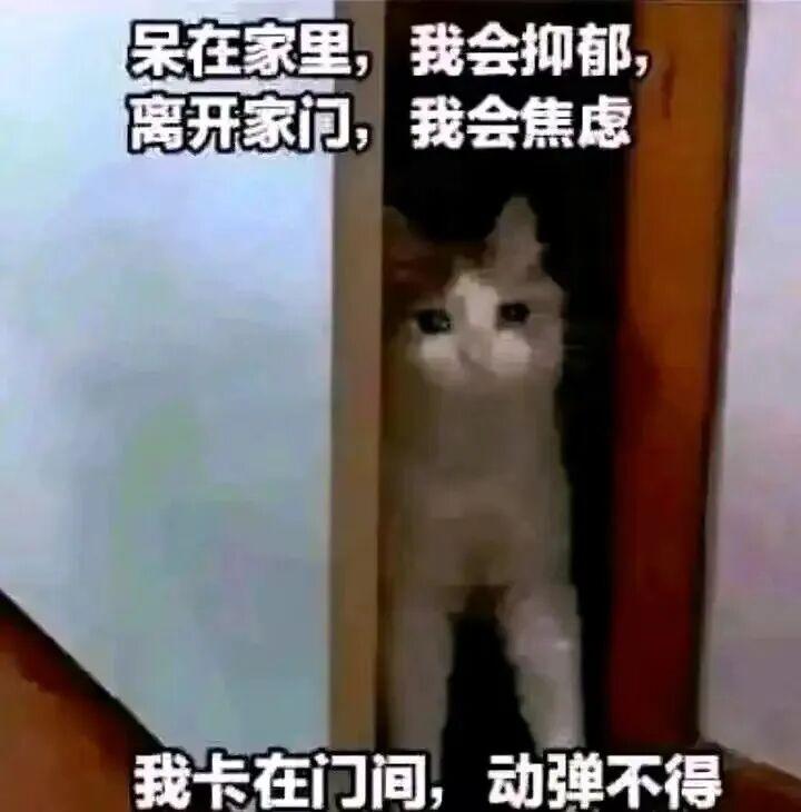 你收藏过什么你最绷不住的梗图吗？ - 知乎