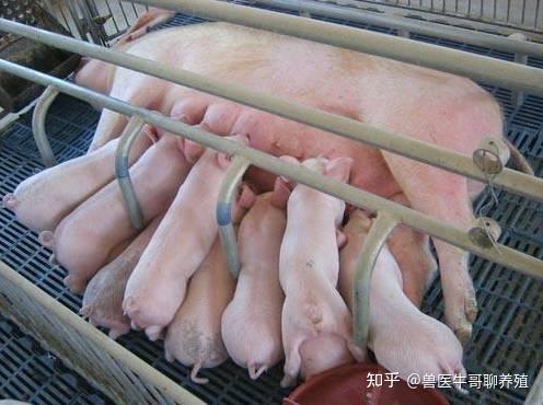 母猪产程长的原因以及处理方法 详细版 知乎