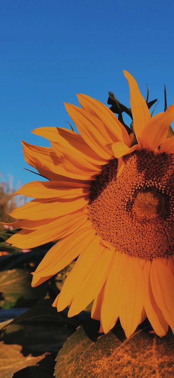 有没有都是向日葵的壁纸呢让人看了心情超好的
