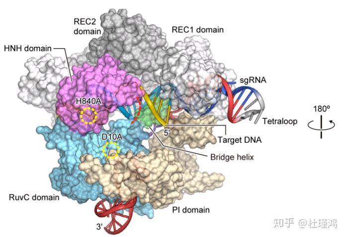 核酸的剪刀——CRISPR/Cas - 知乎
