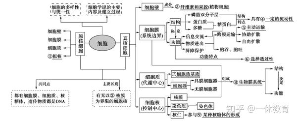 植物根尖细胞的细胞结构 根尖细胞有液泡吗 植物根尖成熟细胞结构图