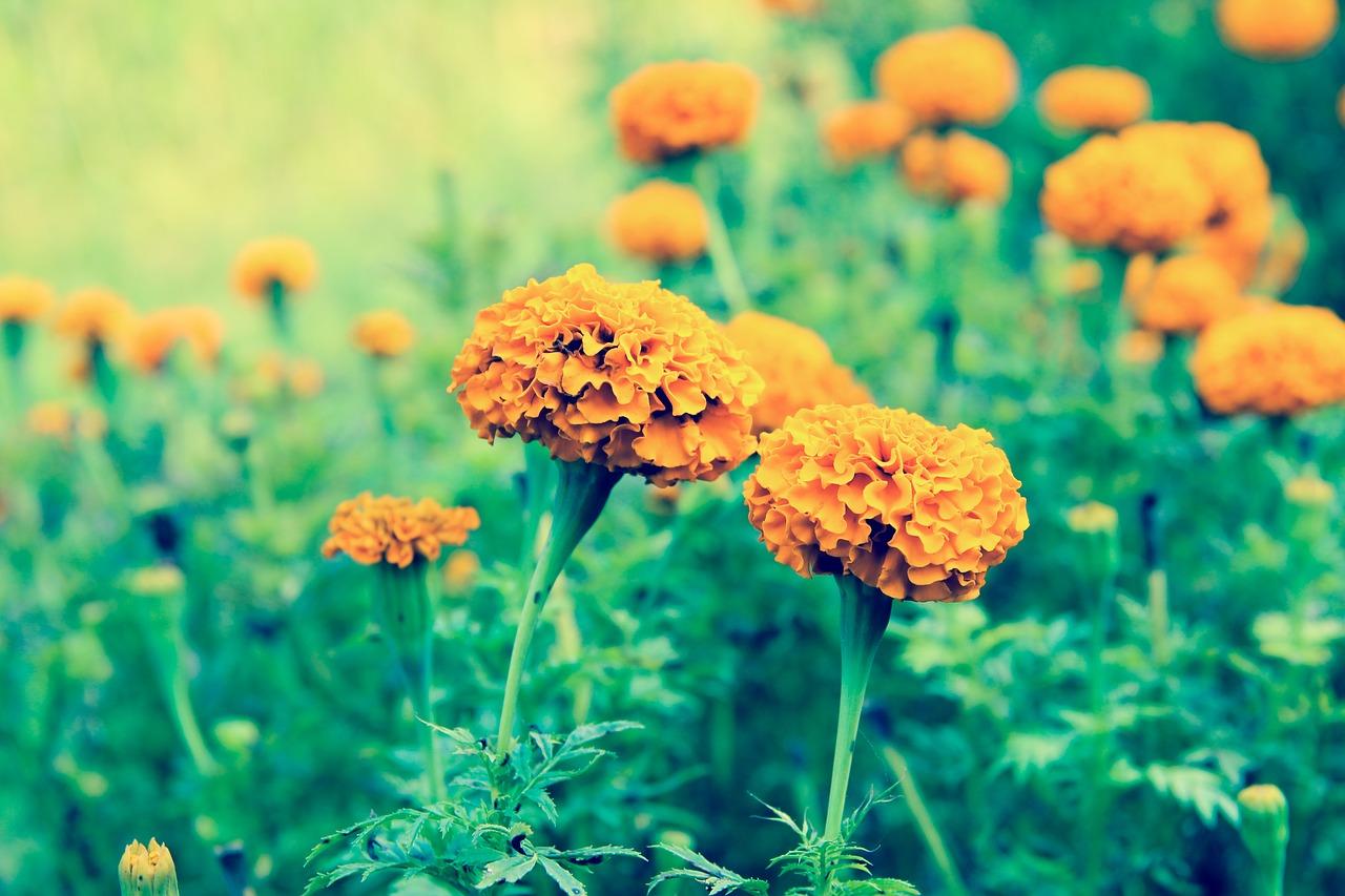 石榴占多少平方米