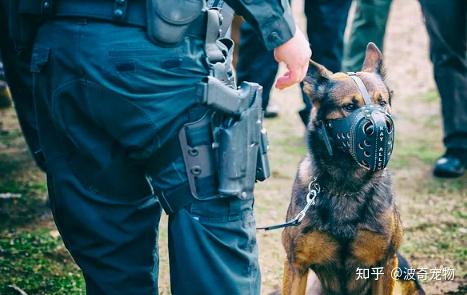 缉毒犬退役后图片