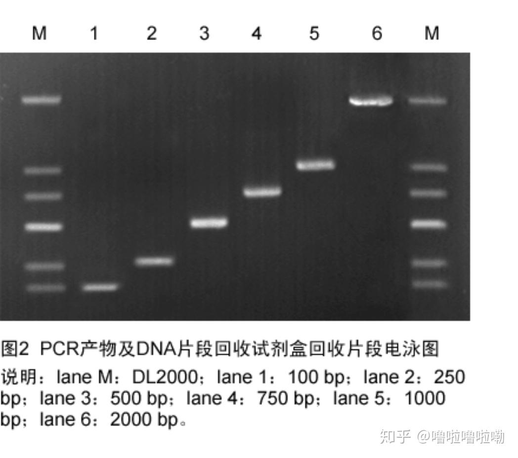 怎么用PS修各种PCR图还有实验中的各种图片? - 知乎