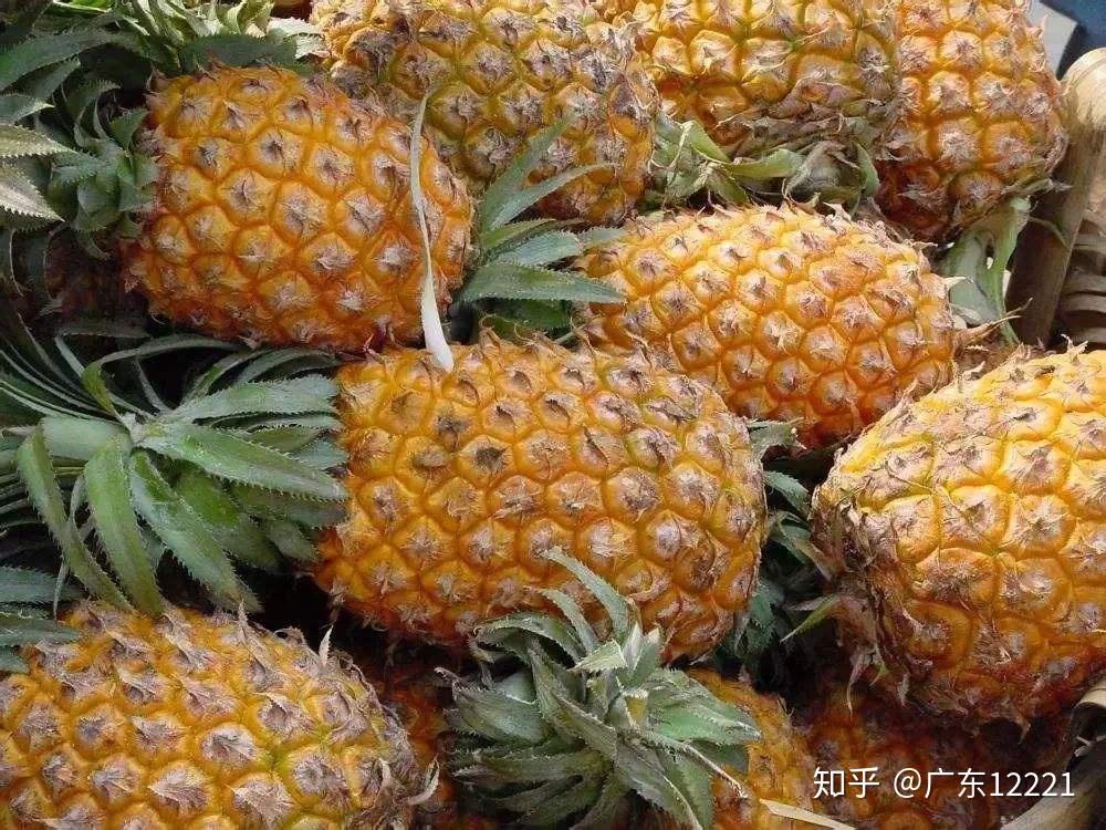 菠萝怎么种植图片 v2-53fe0907fdc451af3f5529e18f558c54_r.jpg