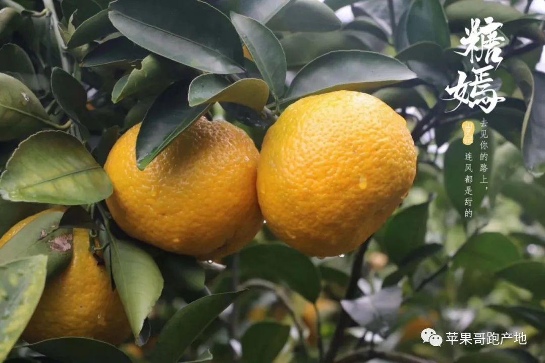 糖嫣柚建阳甜桔柚