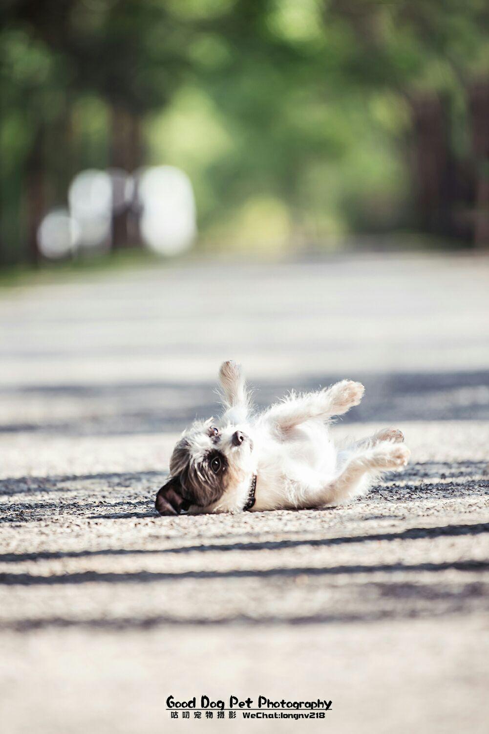萌宠小大人之尤达篇