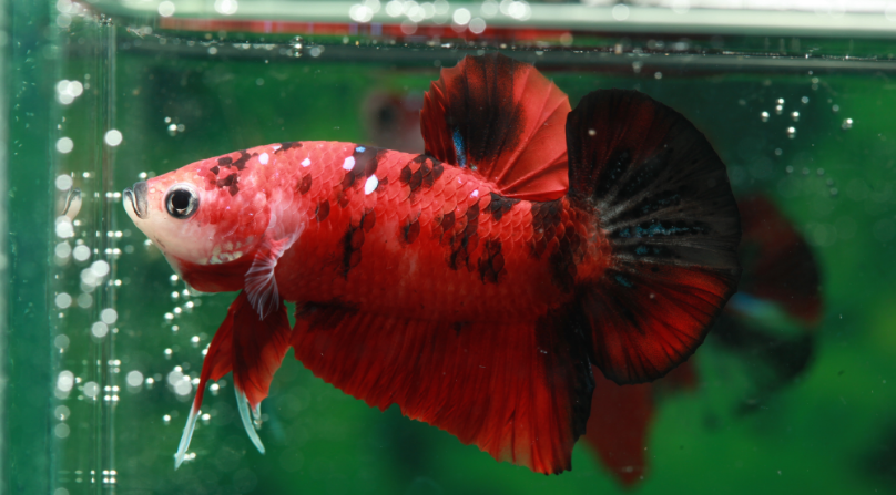 炎炎夏日养宠物鱼 鱼缸一不小心就出事 需要谨慎的不只是金鱼哦 知乎