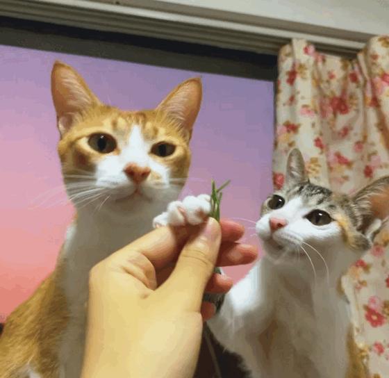 猫草种植终极教程 知乎