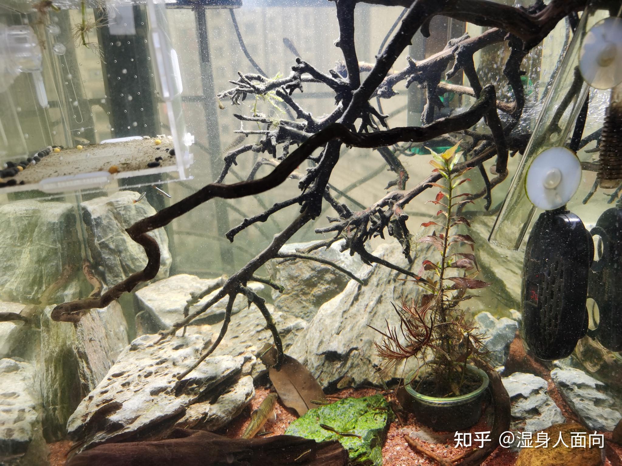 鱼缸造景里的鹿角枝是什么品种的枝条
