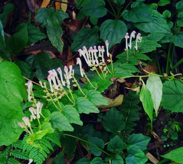 石蜈蚣草( scutellaria sessilifolia).