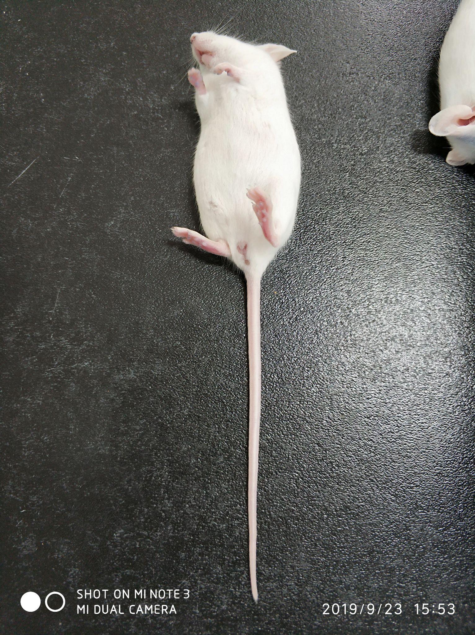 医学生们在做实验时有想过偷一只小白鼠回去养吗