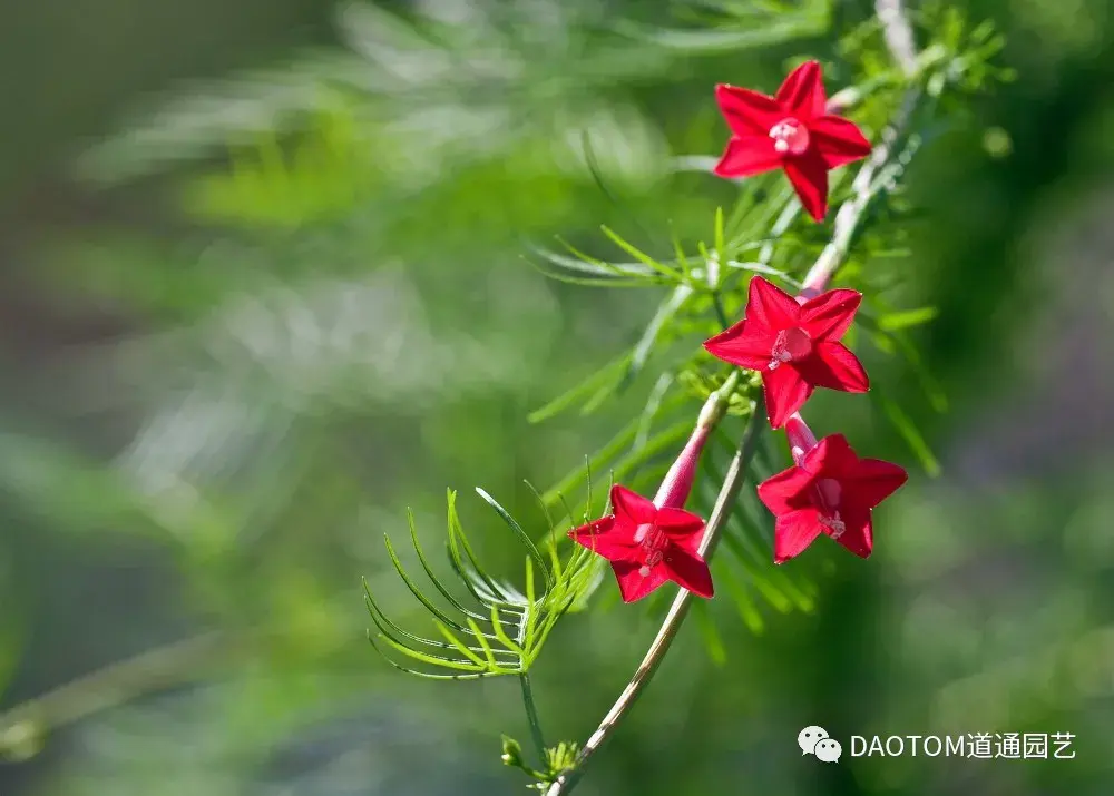 外形酷似五角星好养又好看茑萝一棵也能爬满墙