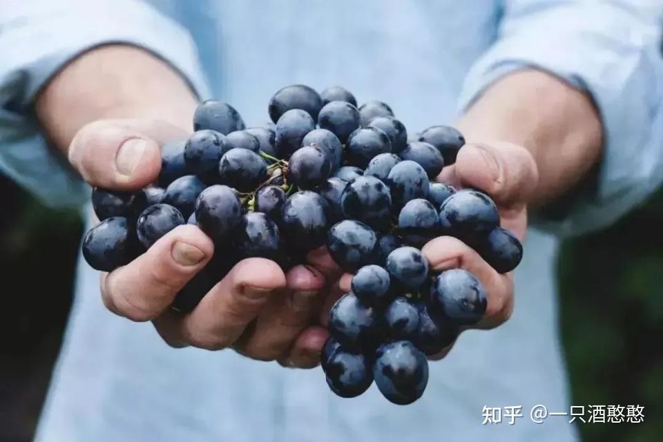 单宁与葡萄酒平衡度:多一份太重,少一分太轻 - 知乎